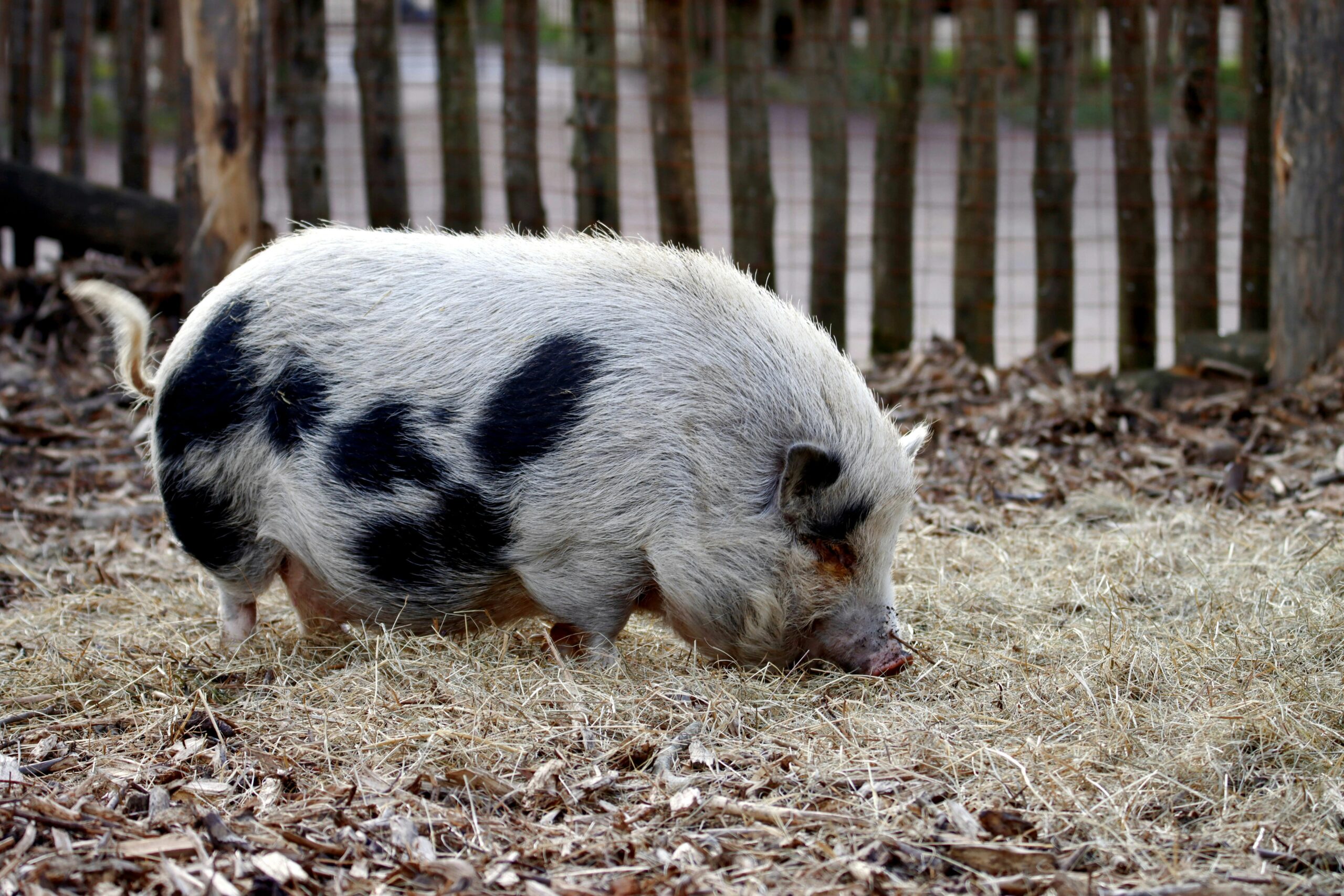 A pot-bellied pig sniffs through hay in a rustic outdoor pen, surrounded by a wooden fence.