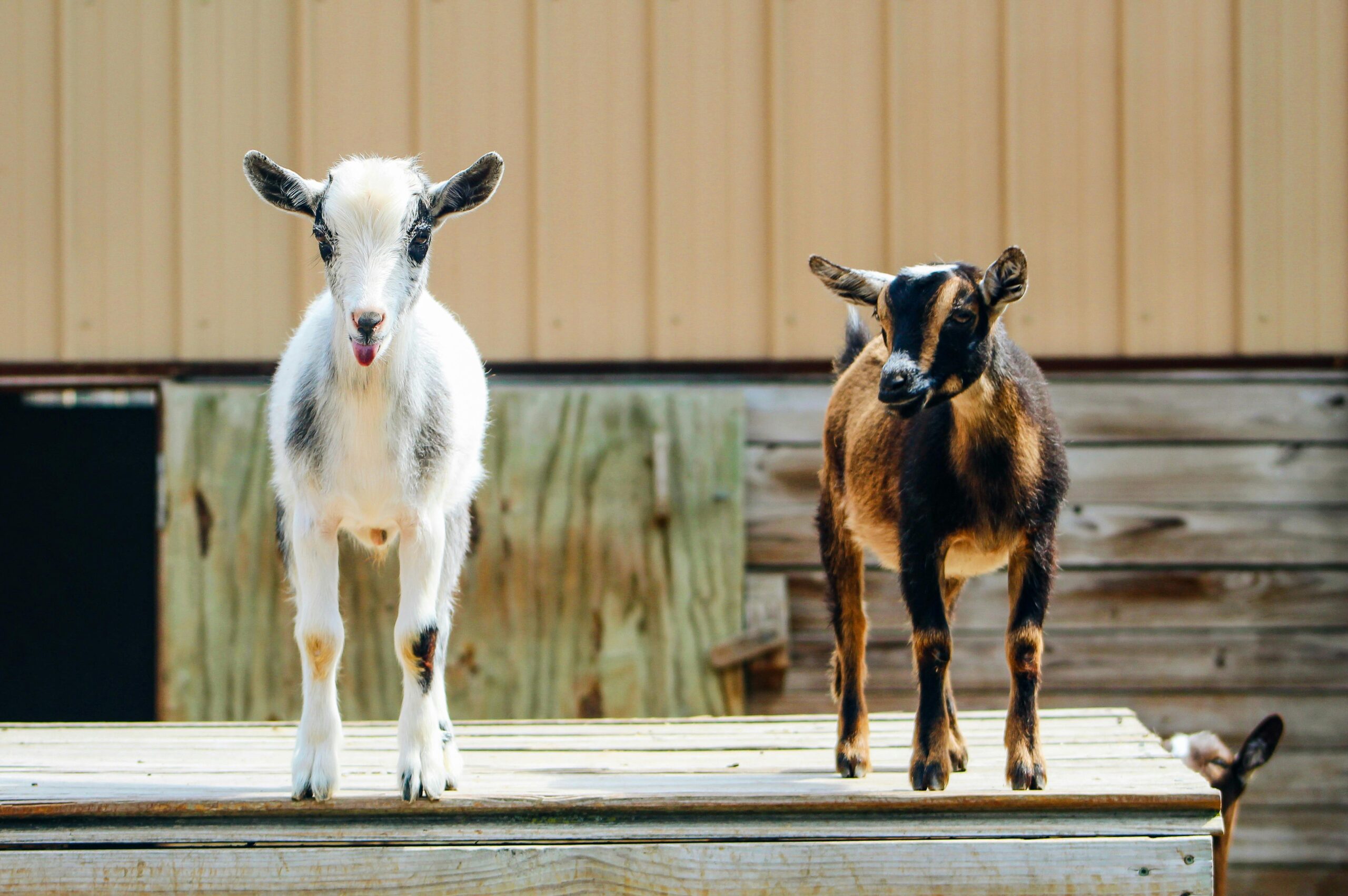 Two playful baby goats standing on a wooden platform with a barn backdrop.