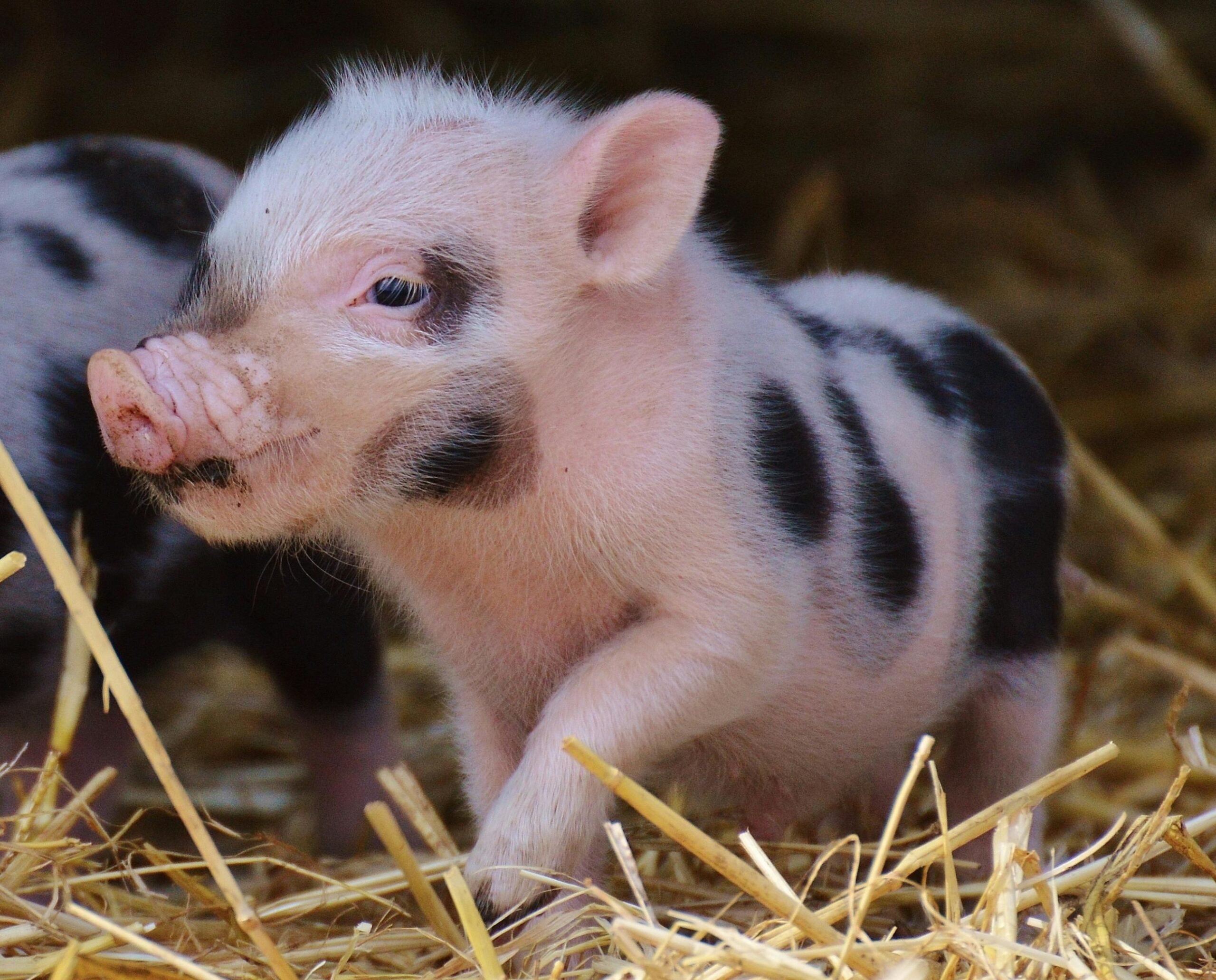 Adorable piglet with spots enjoying a cozy moment on a straw bed